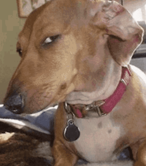 Side-eye dog