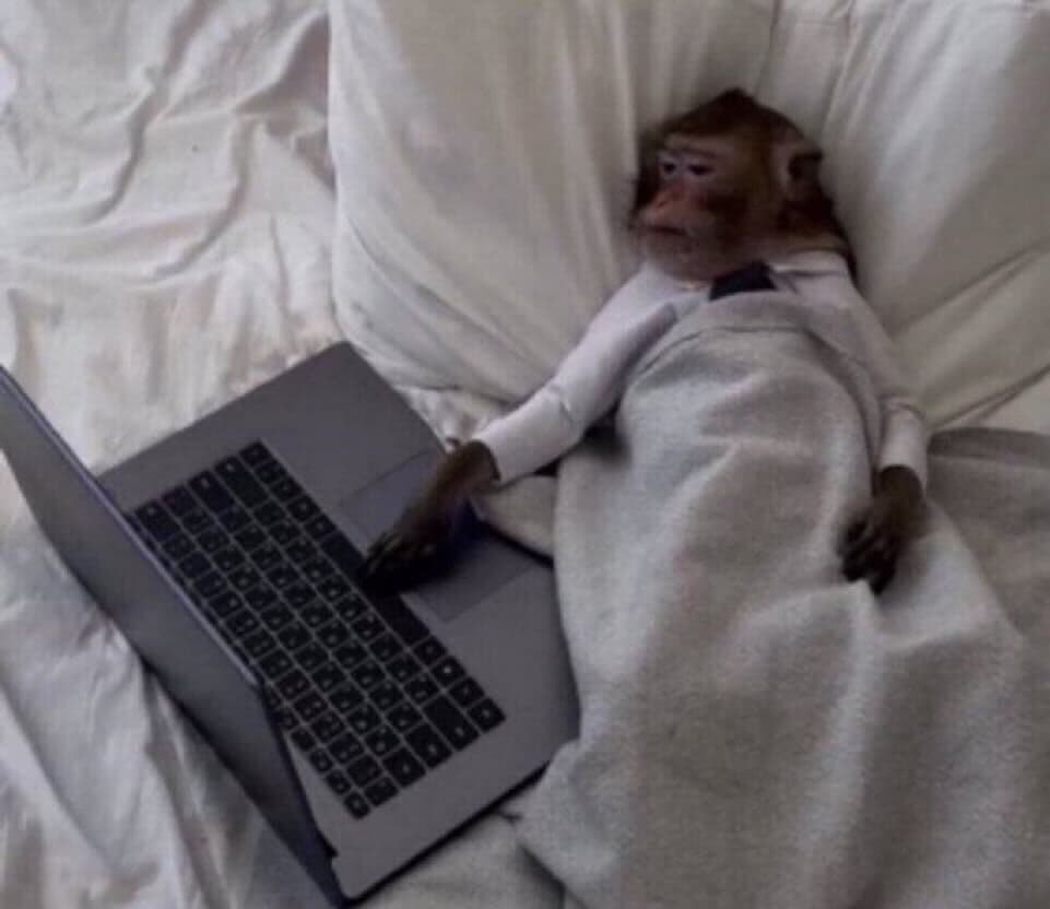 Monkey work from home