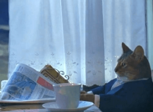 Cat in a suit