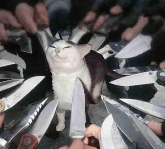 Knife cat