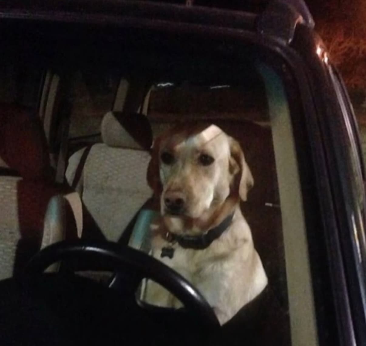 Sad dog in the car
