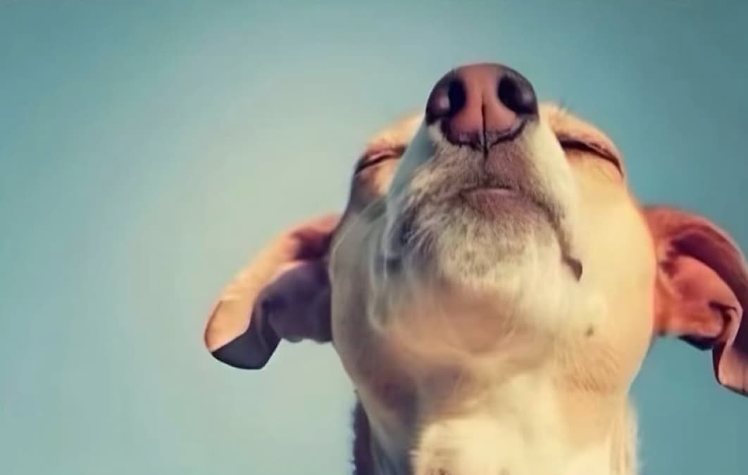 Almost bothered dog