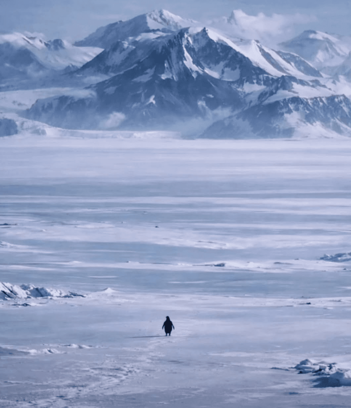 The Penguin Running Towards Mountains
