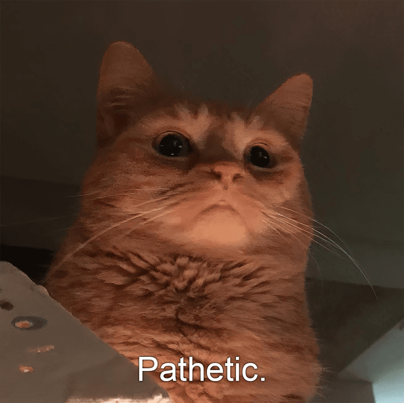Pathetic cat