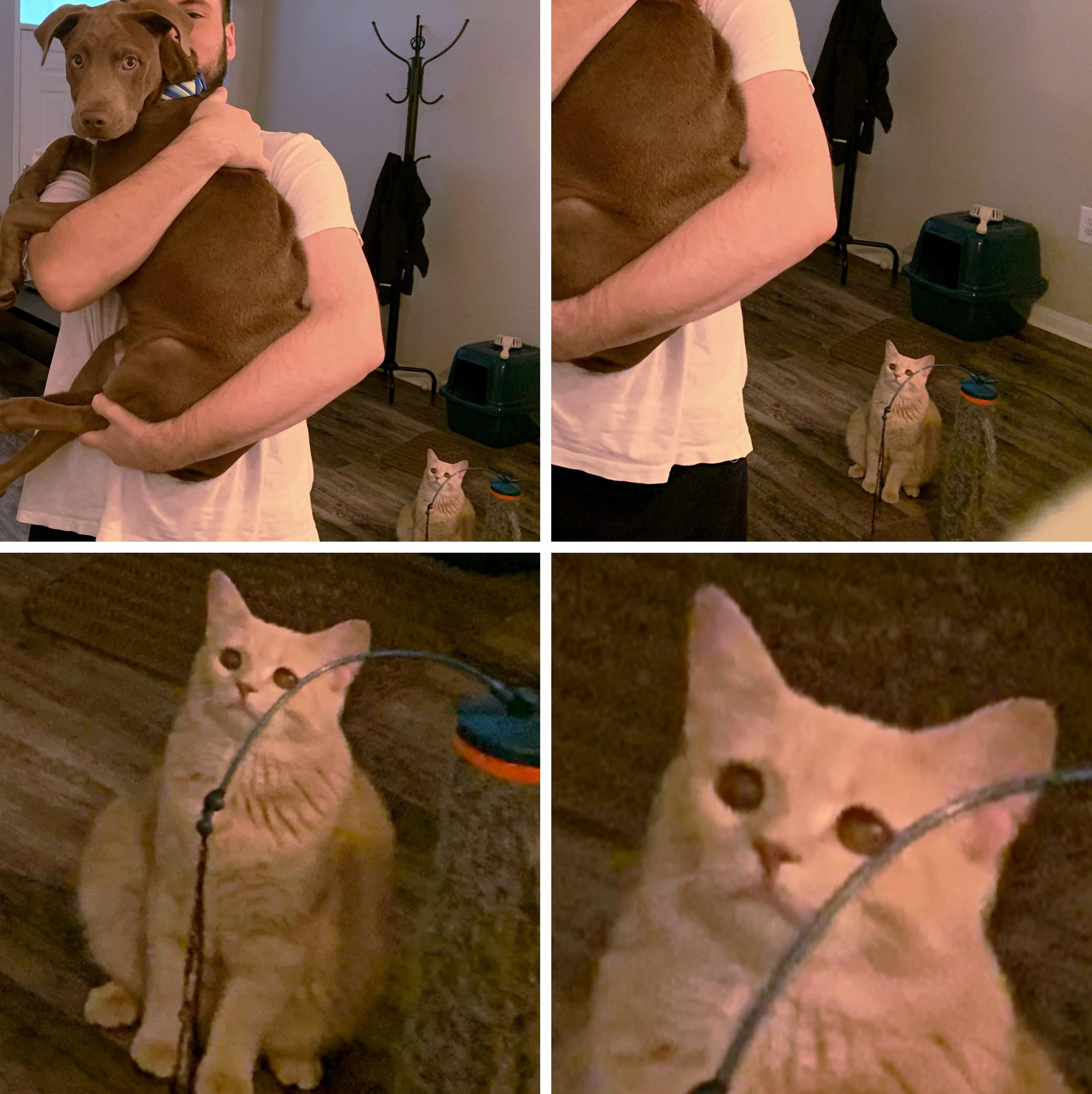 Jealous cat man holding dog