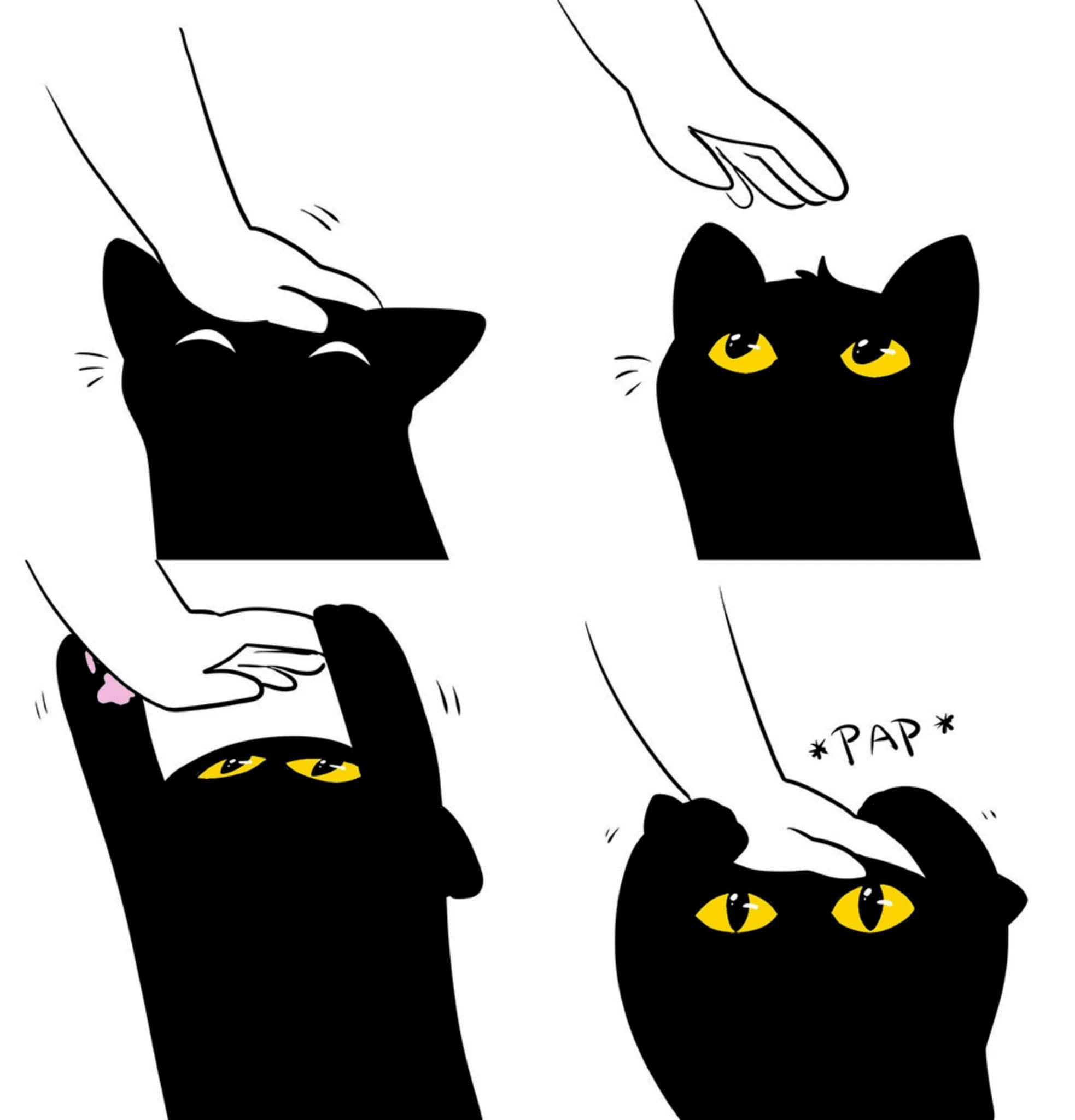 Black cat pap