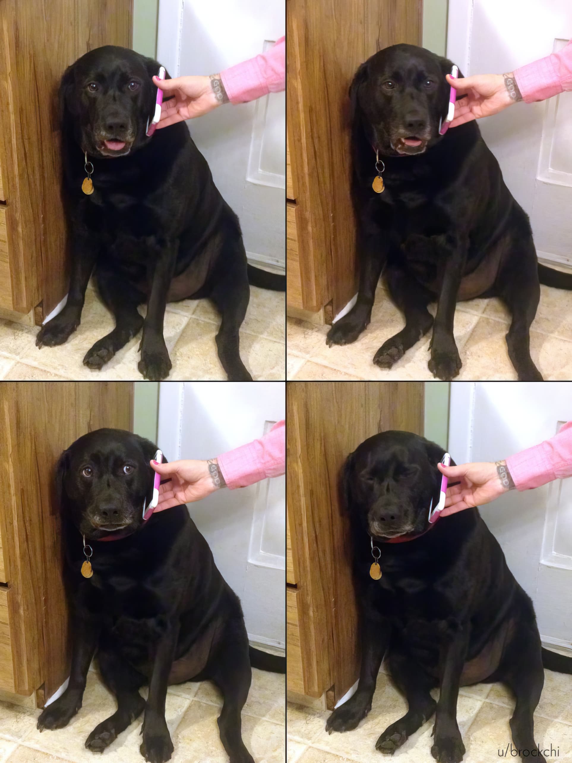 Yes this is dog