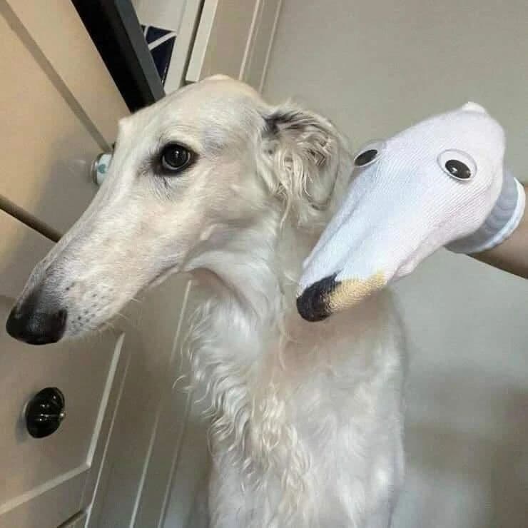 Dog sock puppet toy