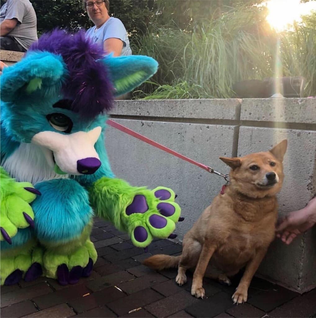 Furry meeting dog