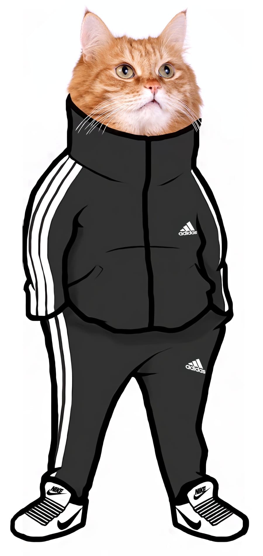 Cat in tracksuit