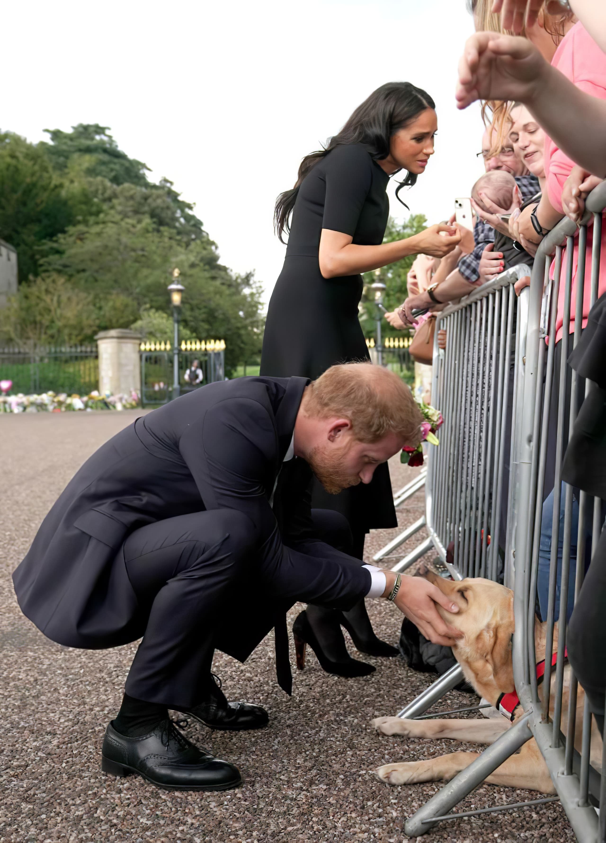 Harry megan windsor dog