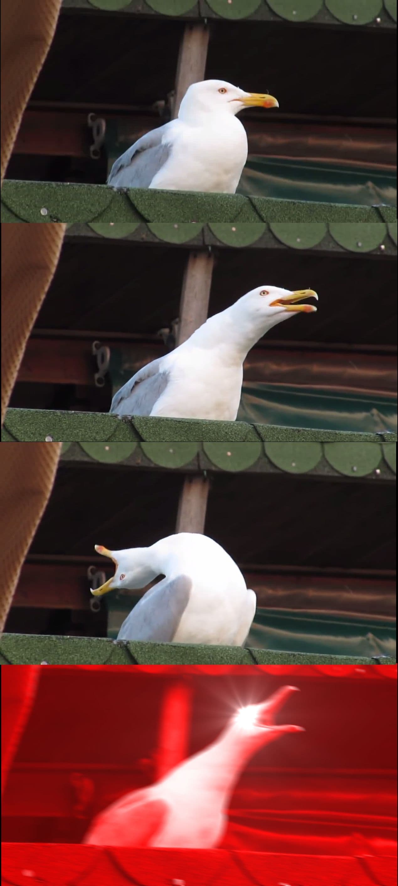 Inhaling seagull