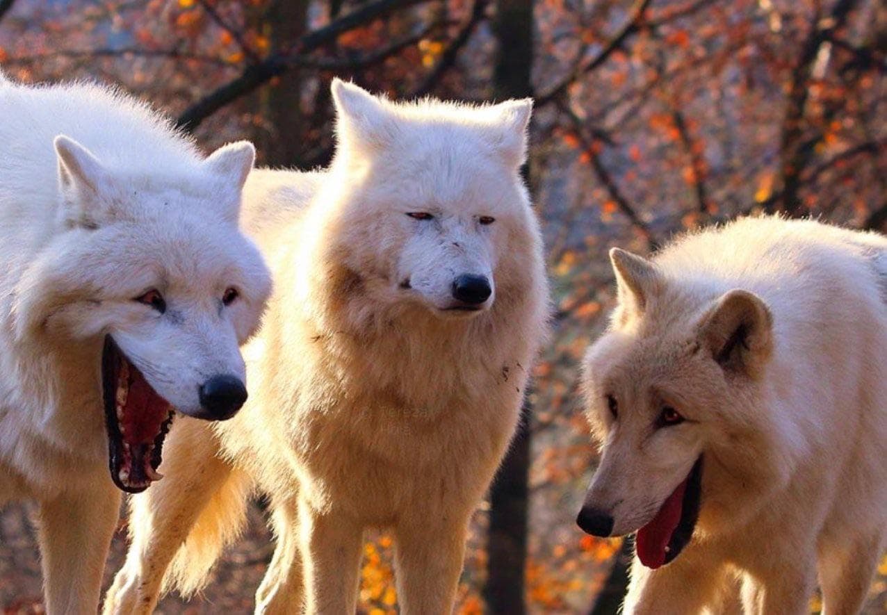 Three white wolves laughing