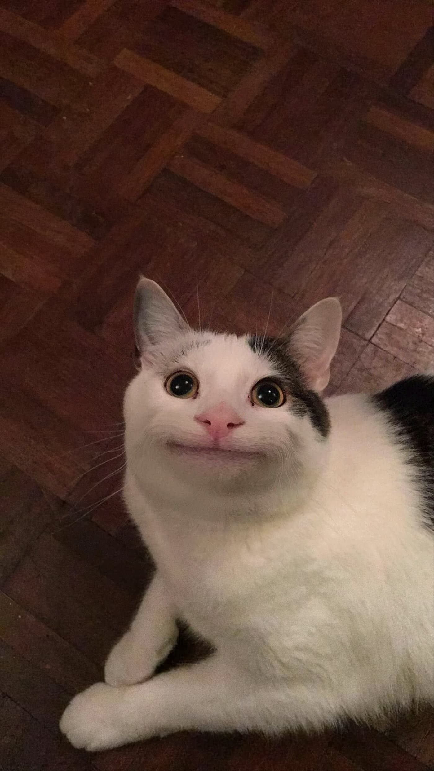 Polite cat he looks very polite template chat troll