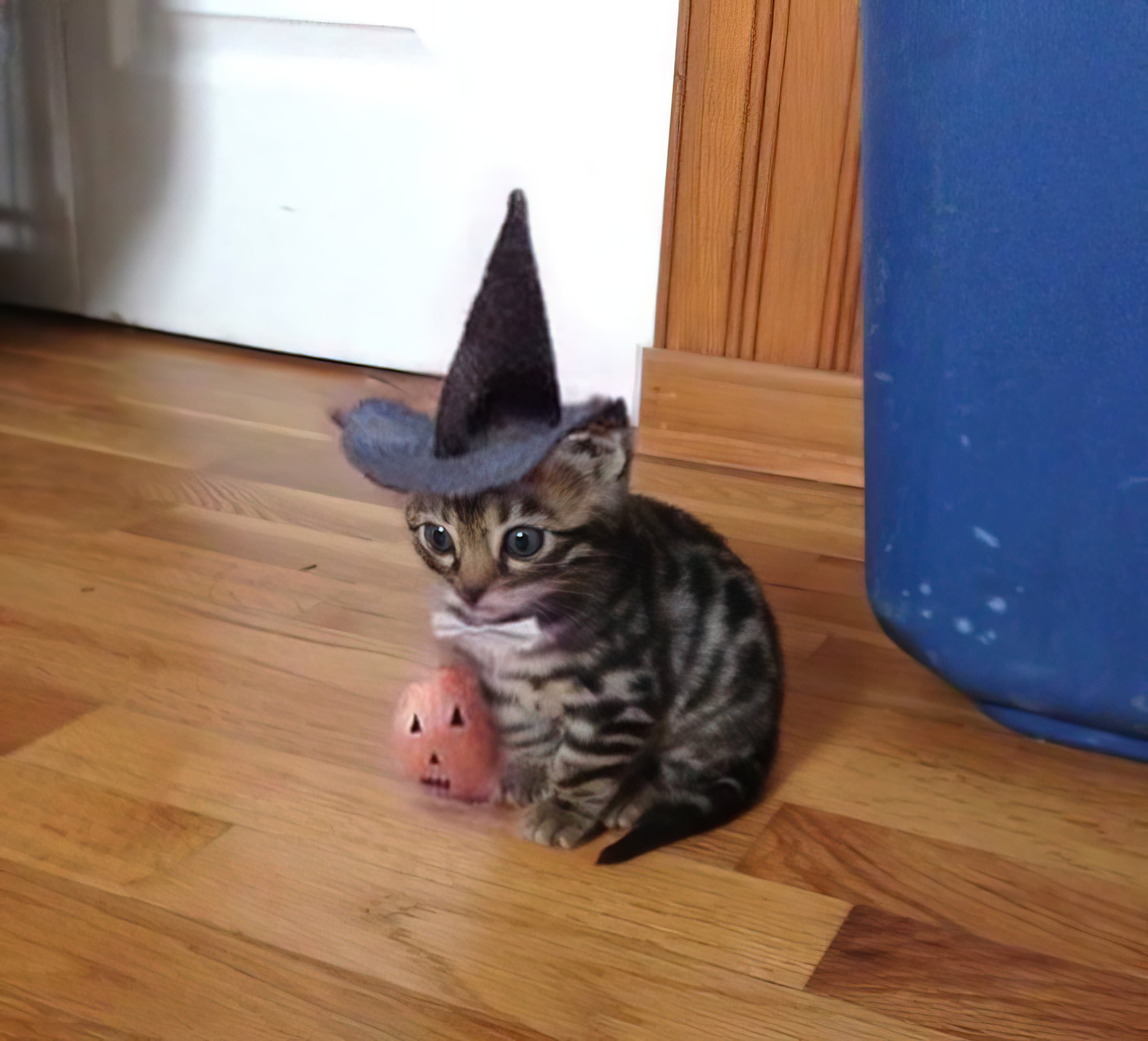 Spooky hat cat Halloween chat cat