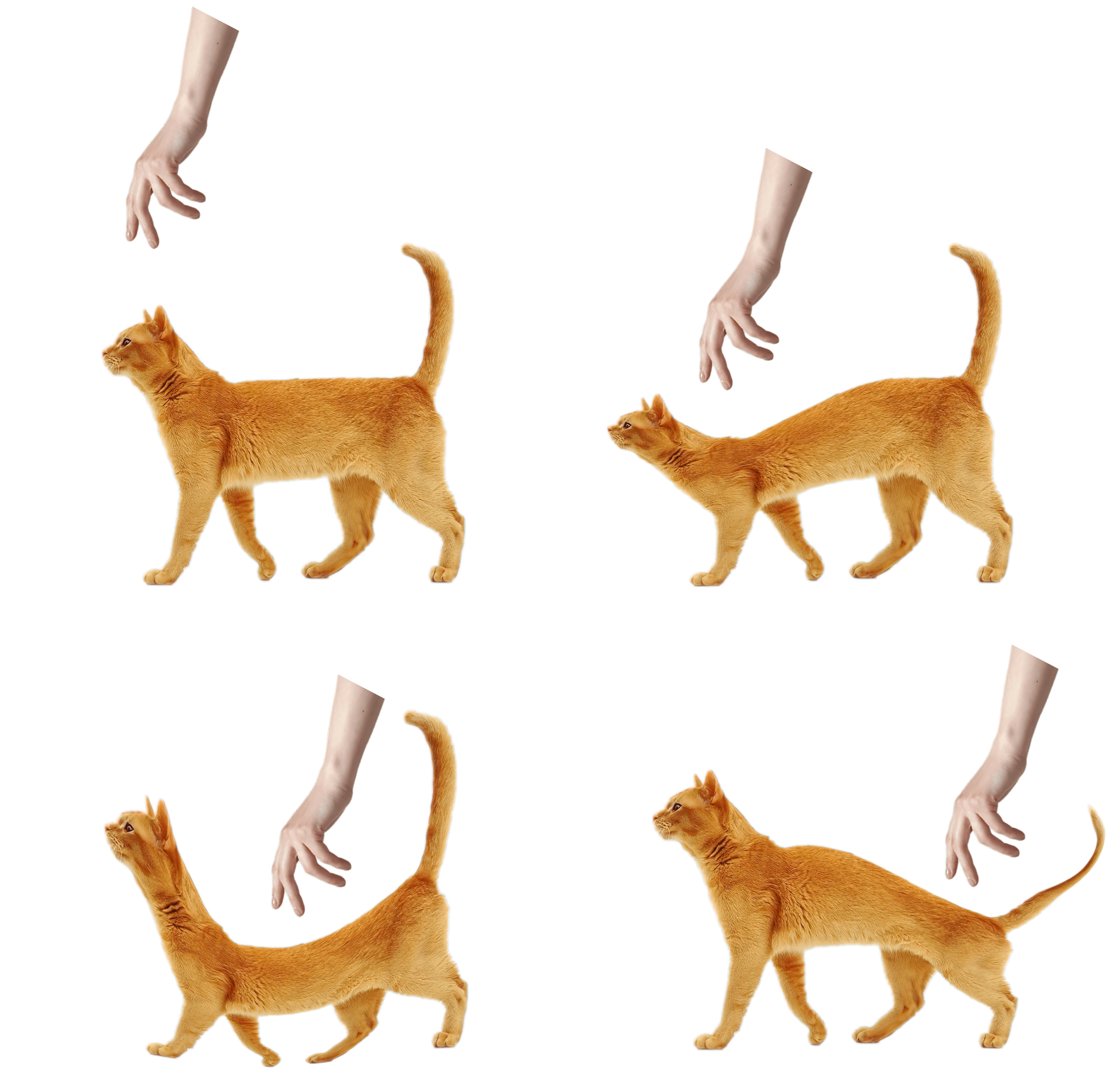 Cat hand avoid flee