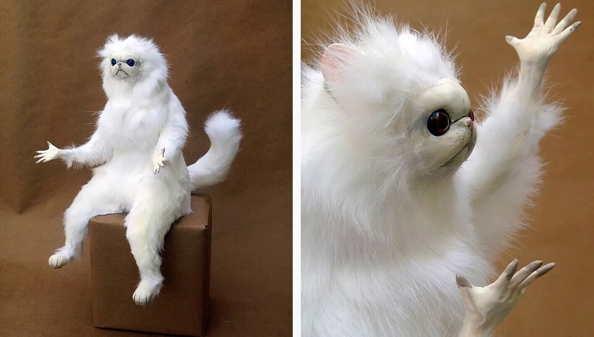 Shocked white cat