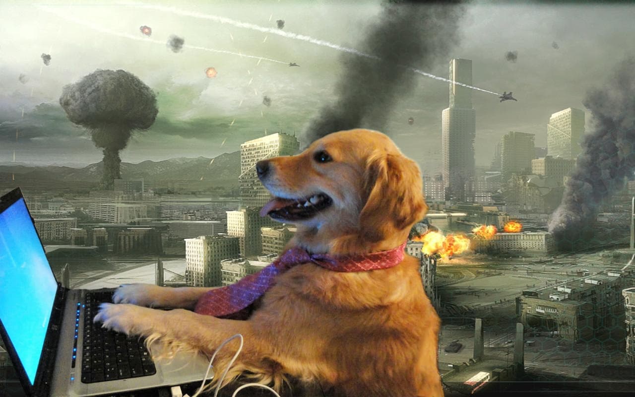 Dog computer explosion