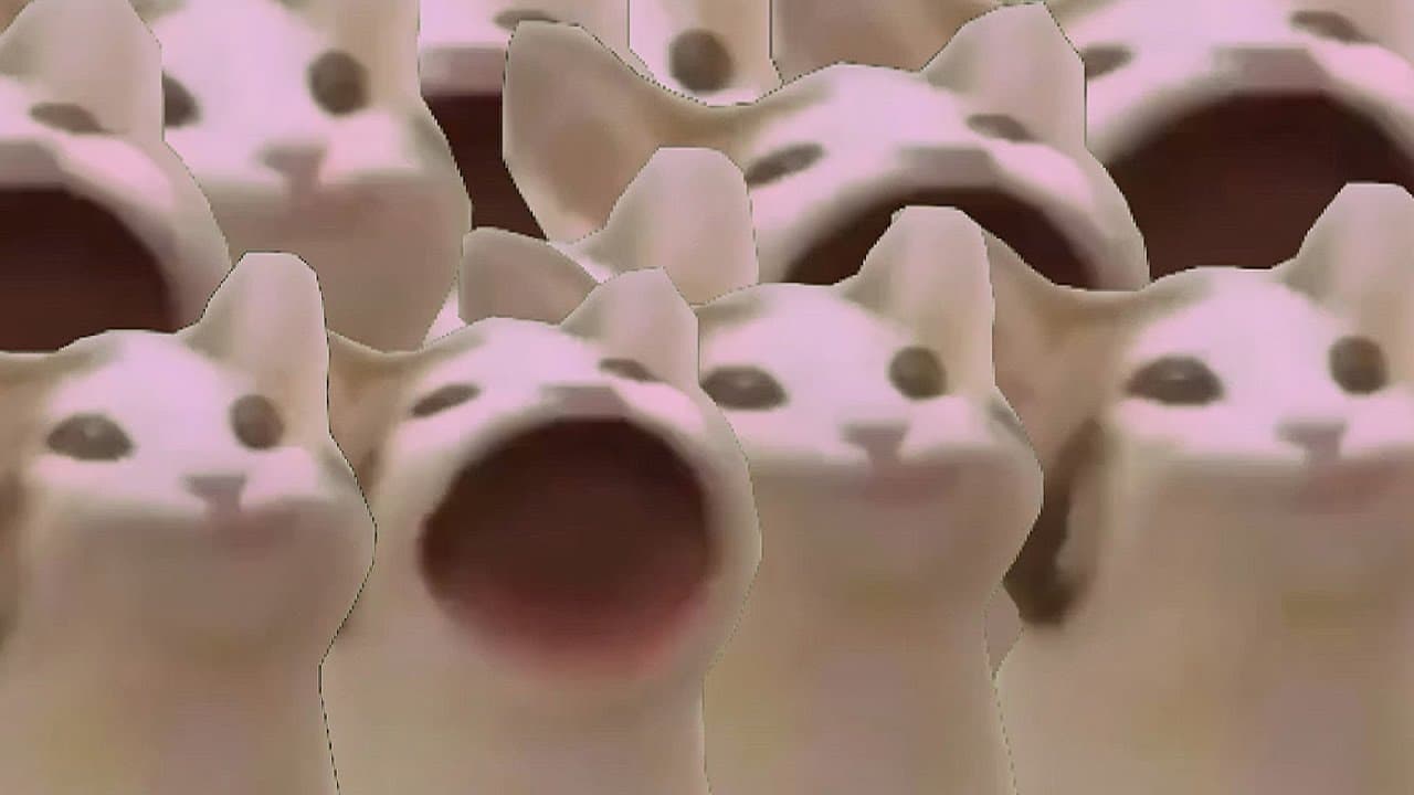 Pop cat