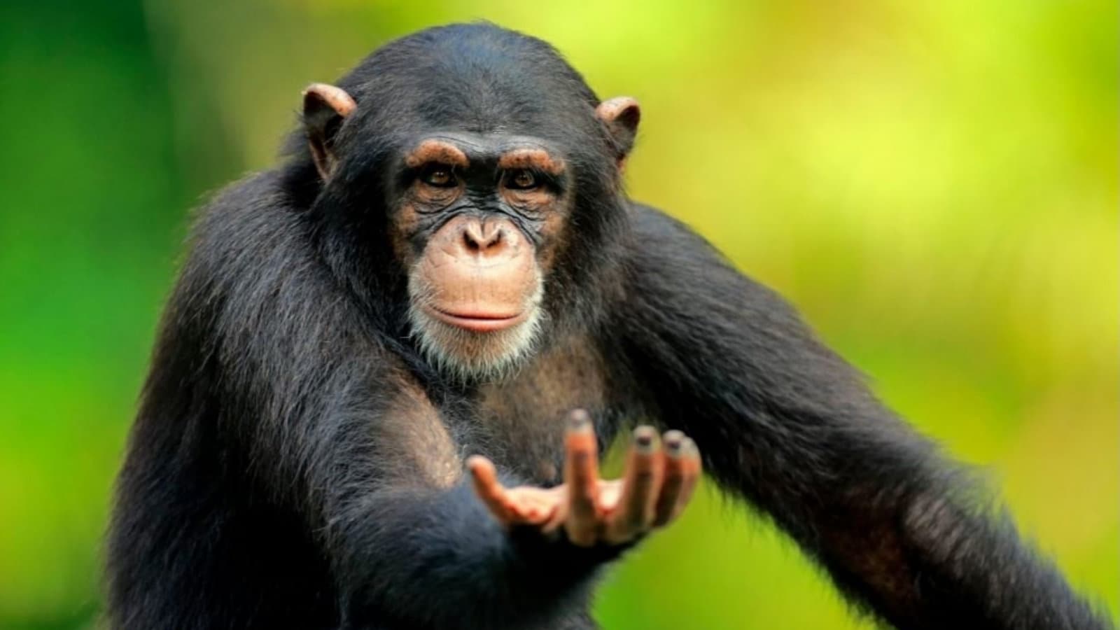 Return to monke