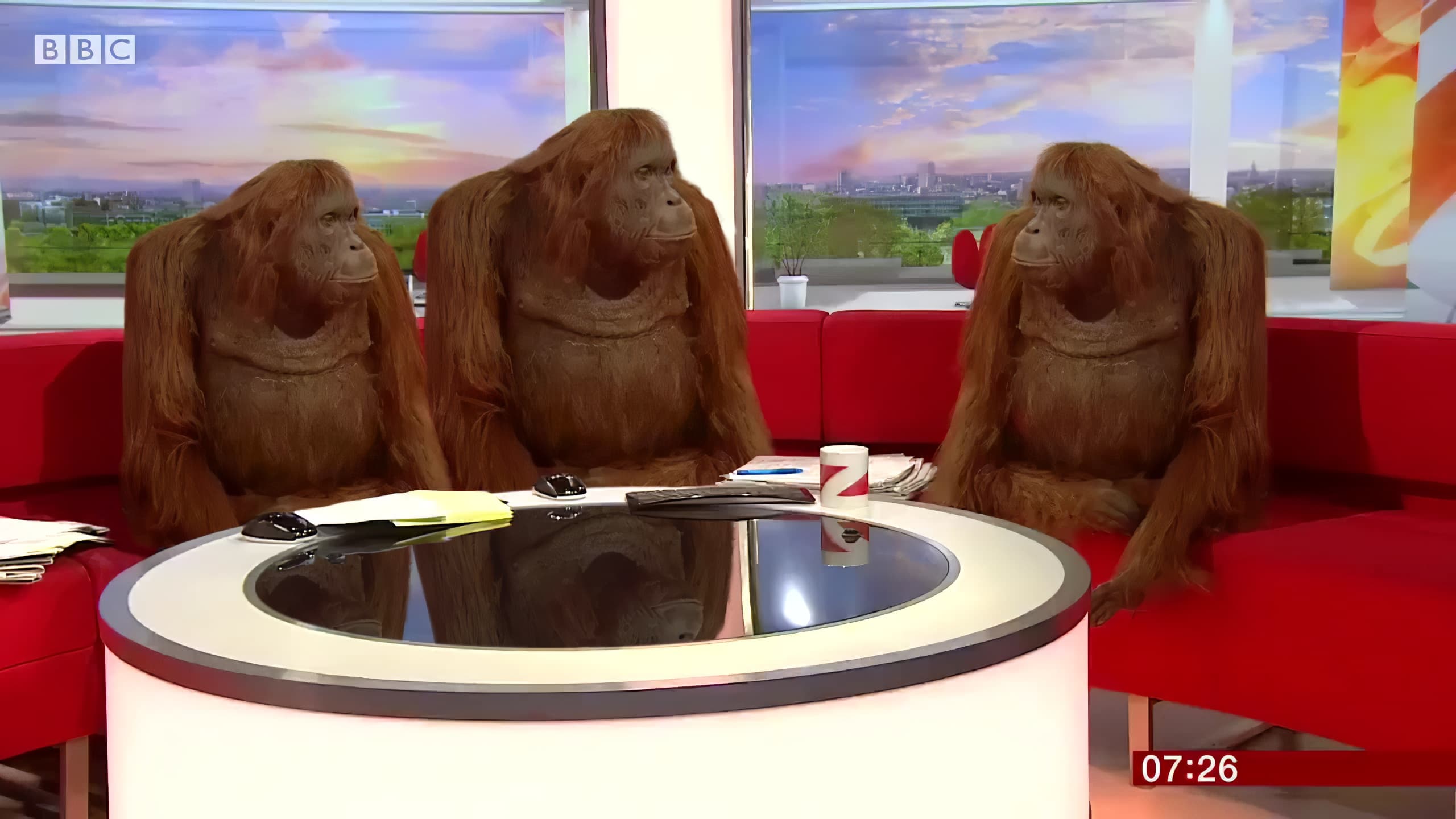 Singe monkey tv orang outan